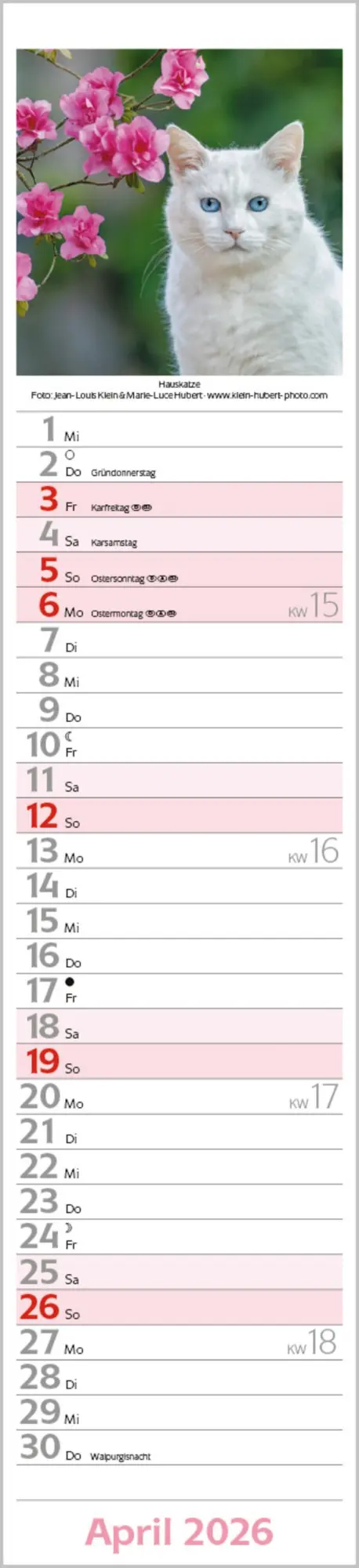Bild: 9783731886891 | Katzen Langplaner 2026 | Langplaner | Verlag Korsch | Kalender | 13 S.