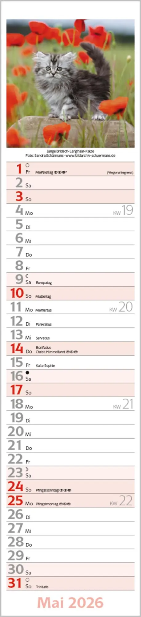 Bild: 9783731886891 | Katzen Langplaner 2026 | Langplaner | Verlag Korsch | Kalender | 13 S.