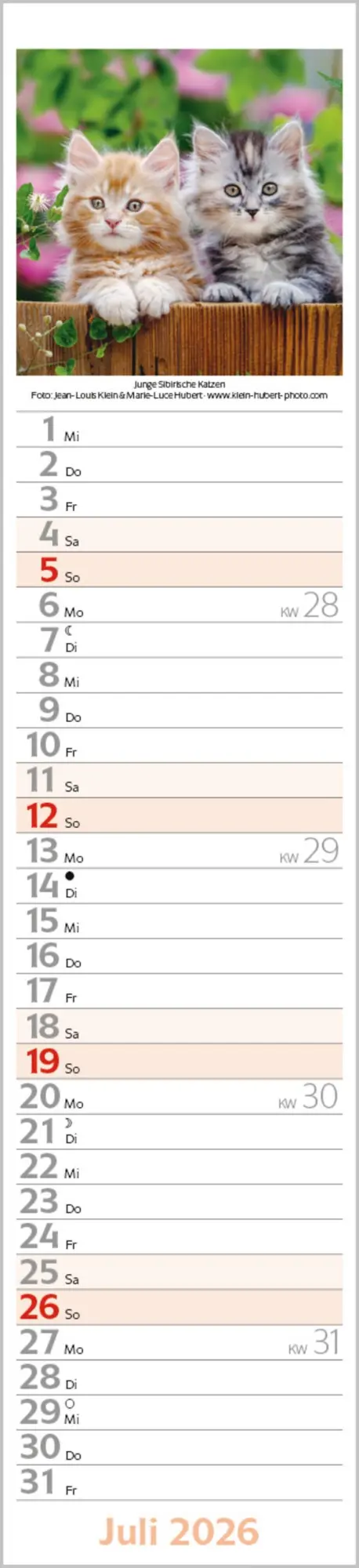 Bild: 9783731886891 | Katzen Langplaner 2026 | Langplaner | Verlag Korsch | Kalender | 13 S.