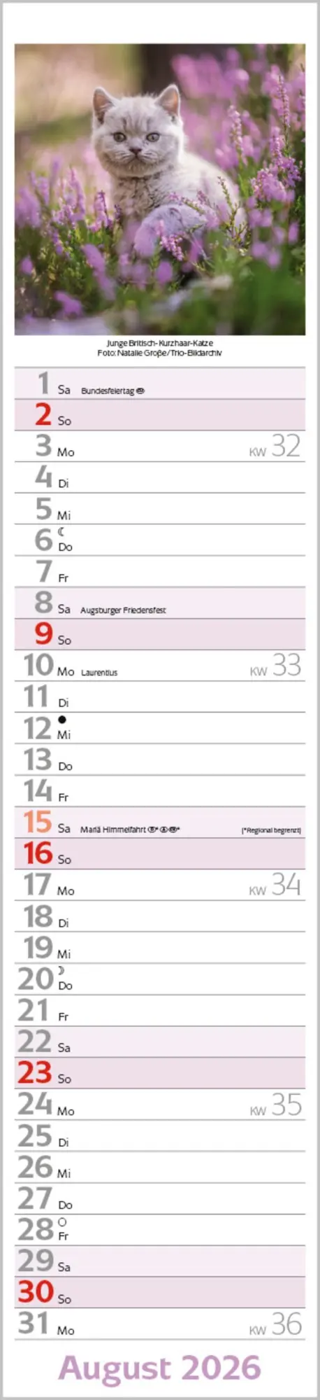 Bild: 9783731886891 | Katzen Langplaner 2026 | Langplaner | Verlag Korsch | Kalender | 13 S.
