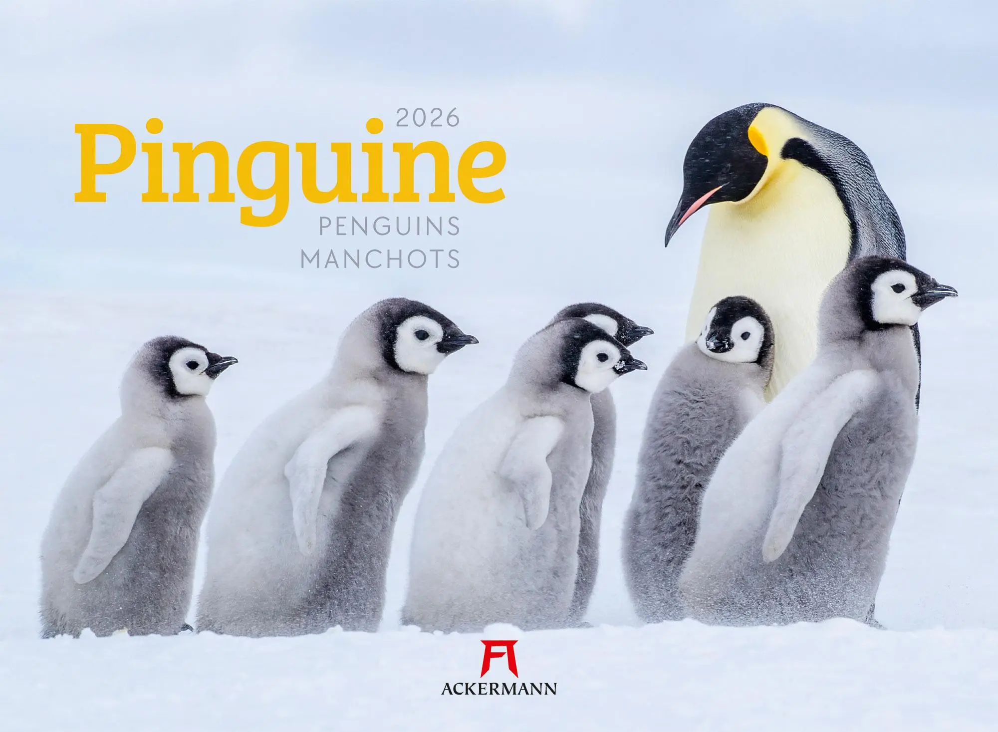 Cover: 9783838426891 | Pinguine Kalender 2026 | Ackermann Kunstverlag GmbH | Kalender | 14 S.