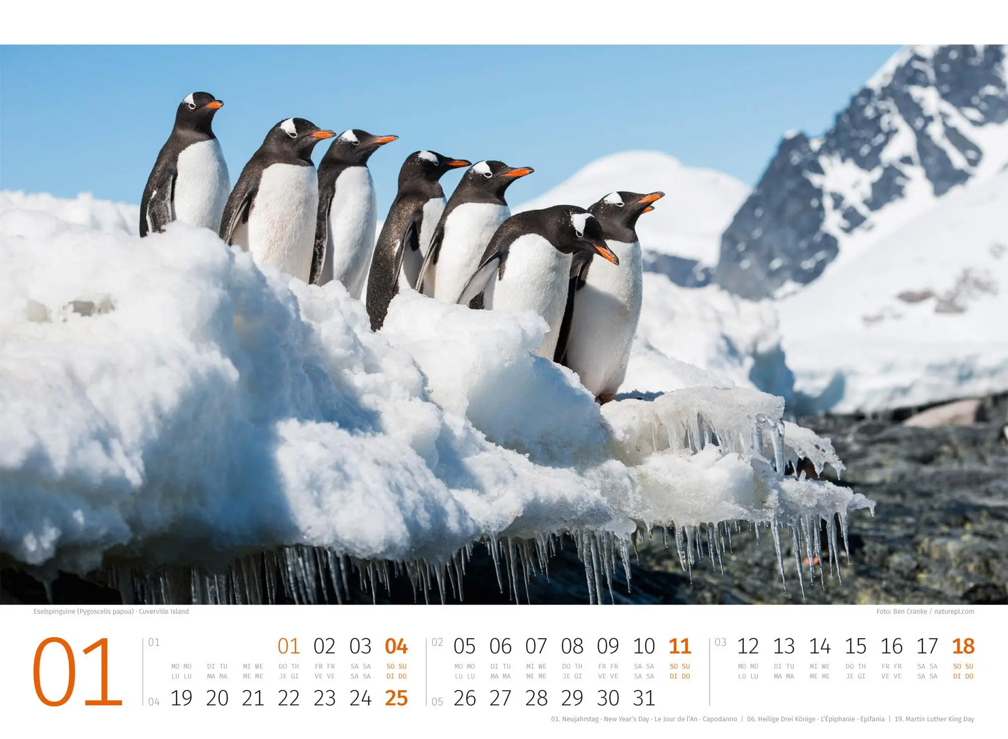Bild: 9783838426891 | Pinguine Kalender 2026 | Ackermann Kunstverlag GmbH | Kalender | 14 S.