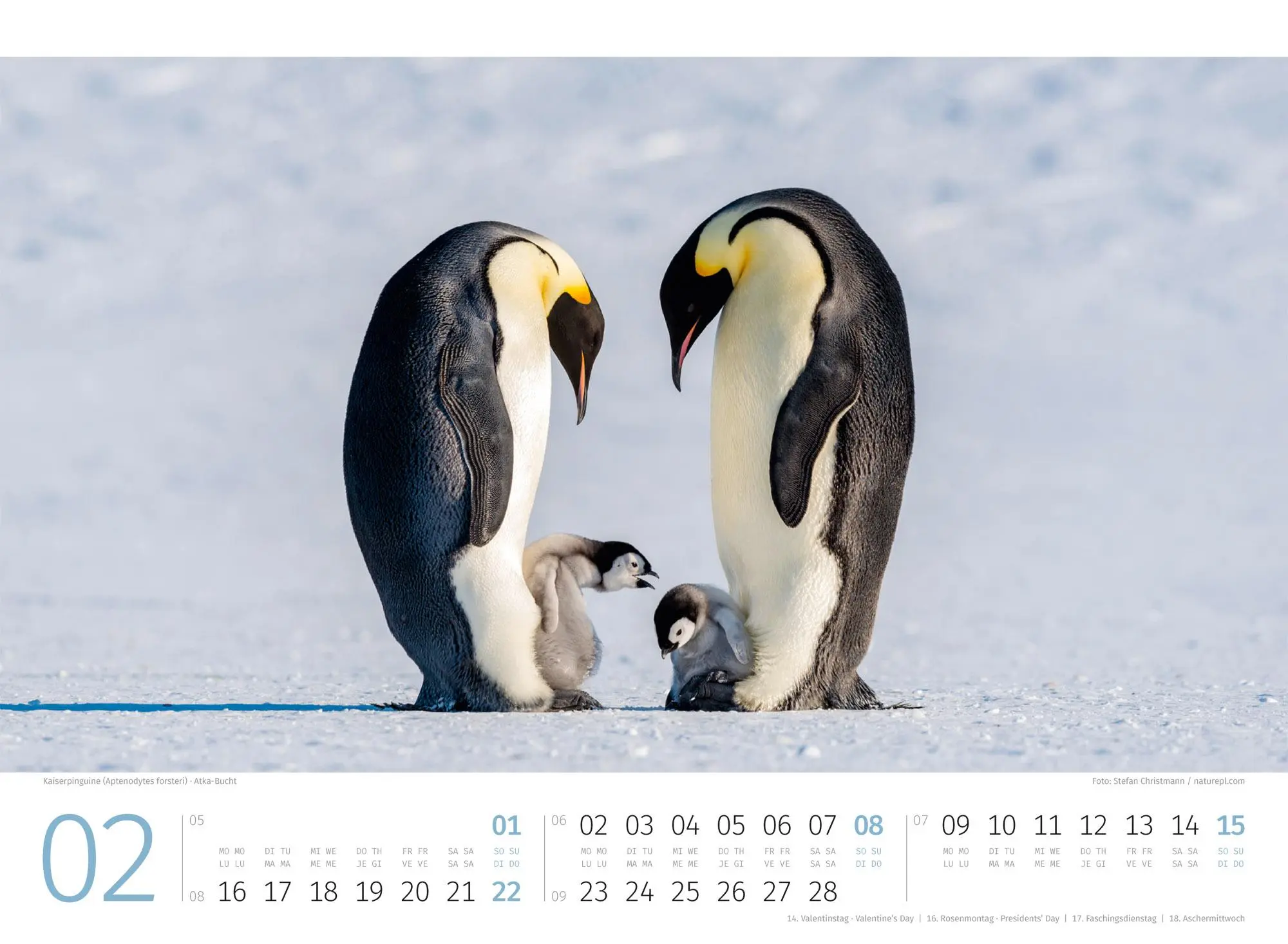 Bild: 9783838426891 | Pinguine Kalender 2026 | Ackermann Kunstverlag GmbH | Kalender | 14 S.