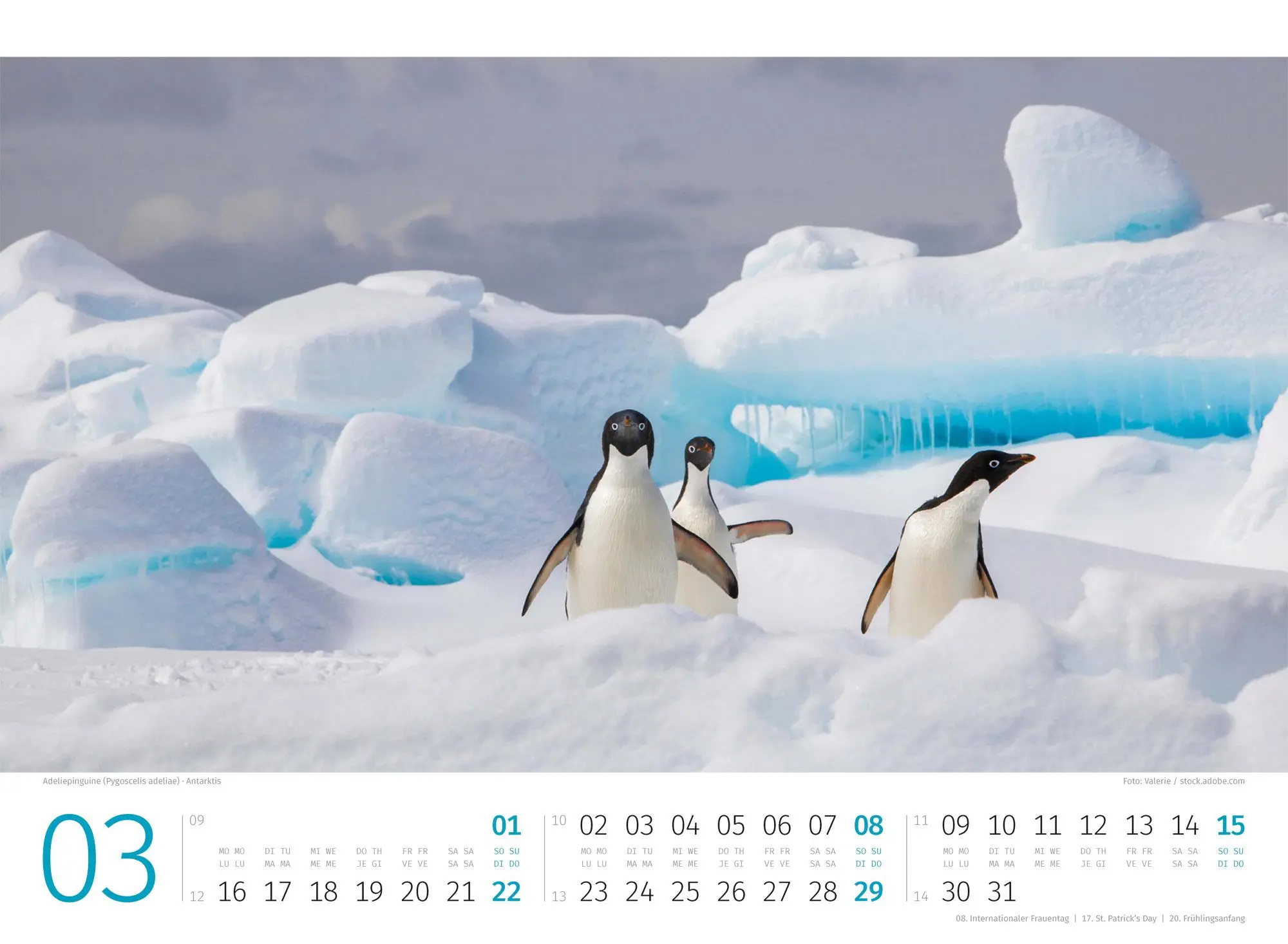 Bild: 9783838426891 | Pinguine Kalender 2026 | Ackermann Kunstverlag GmbH | Kalender | 14 S.