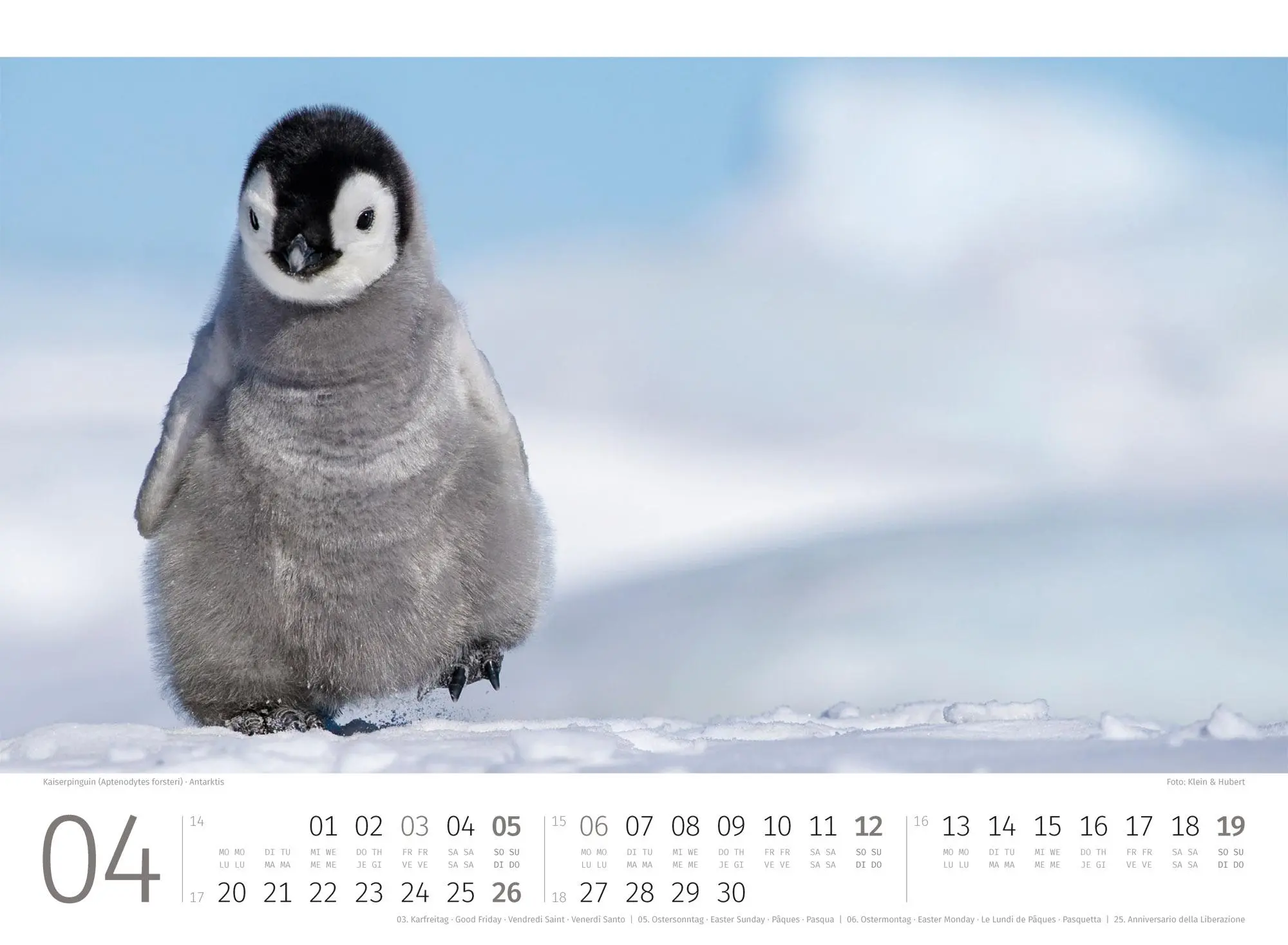 Bild: 9783838426891 | Pinguine Kalender 2026 | Ackermann Kunstverlag GmbH | Kalender | 14 S.