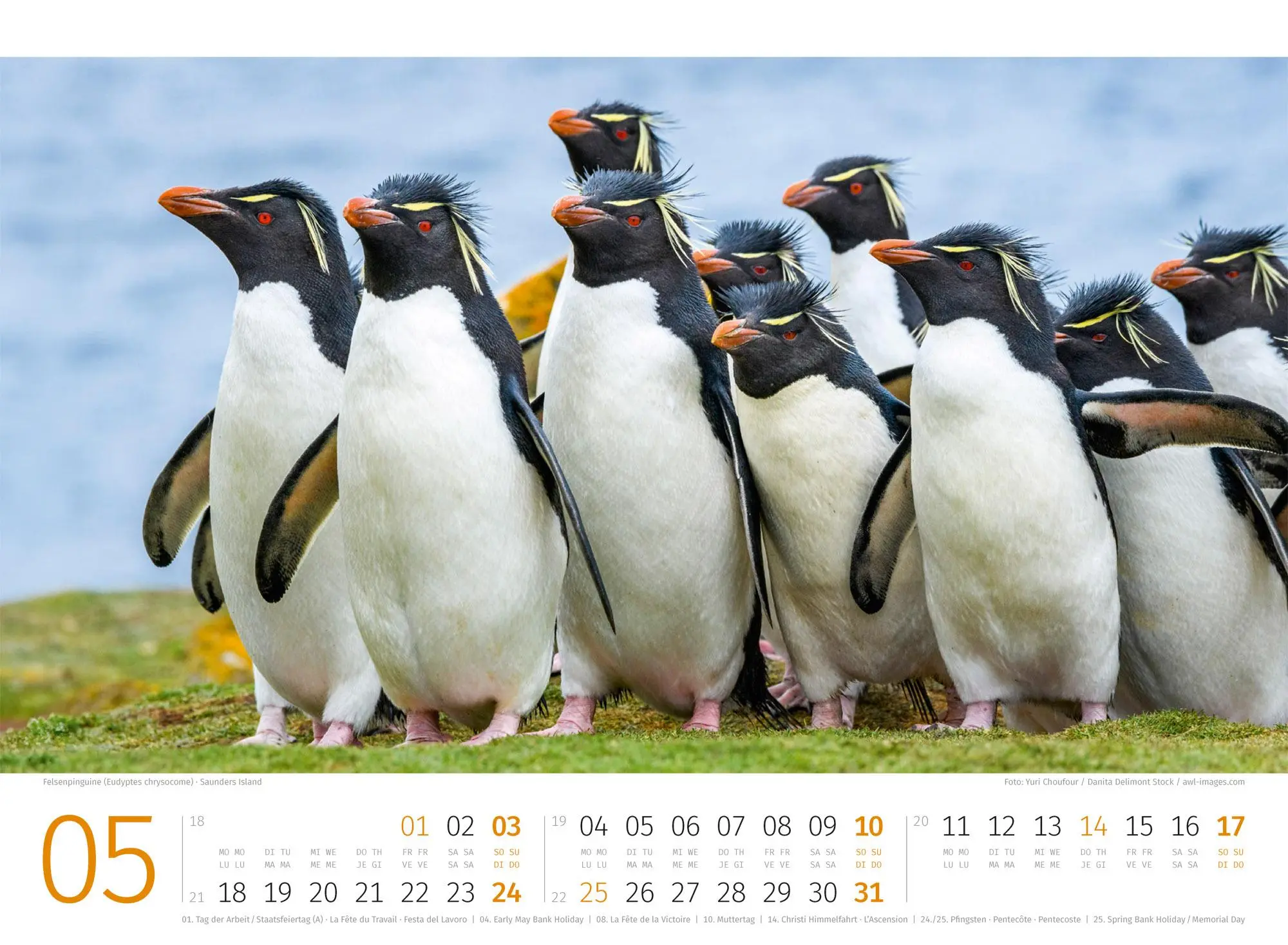 Bild: 9783838426891 | Pinguine Kalender 2026 | Ackermann Kunstverlag GmbH | Kalender | 14 S.