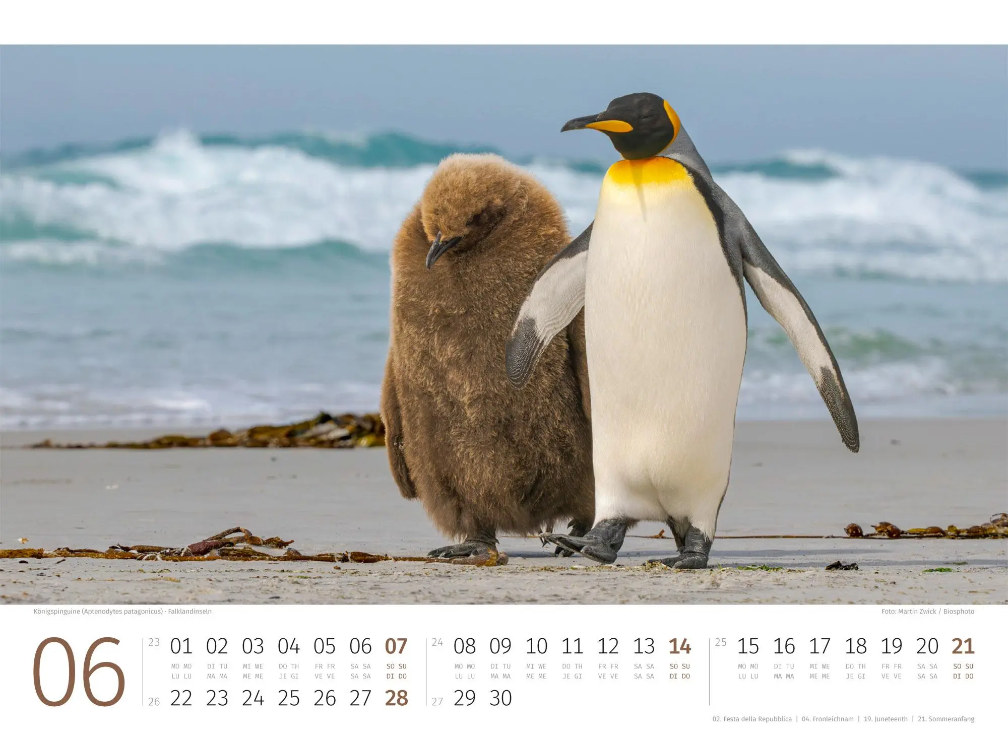 Bild: 9783838426891 | Pinguine Kalender 2026 | Ackermann Kunstverlag GmbH | Kalender | 14 S.