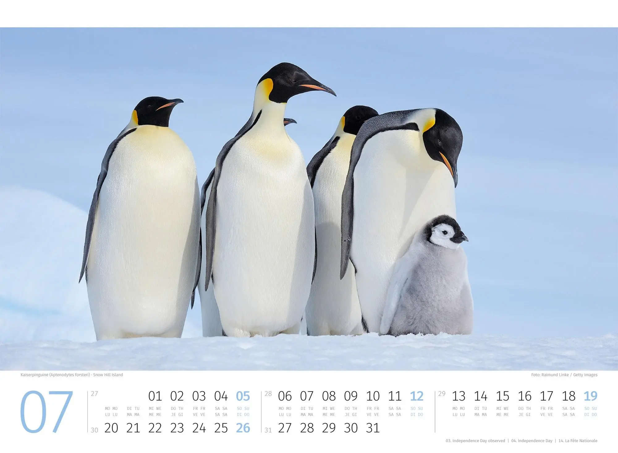 Bild: 9783838426891 | Pinguine Kalender 2026 | Ackermann Kunstverlag GmbH | Kalender | 14 S.