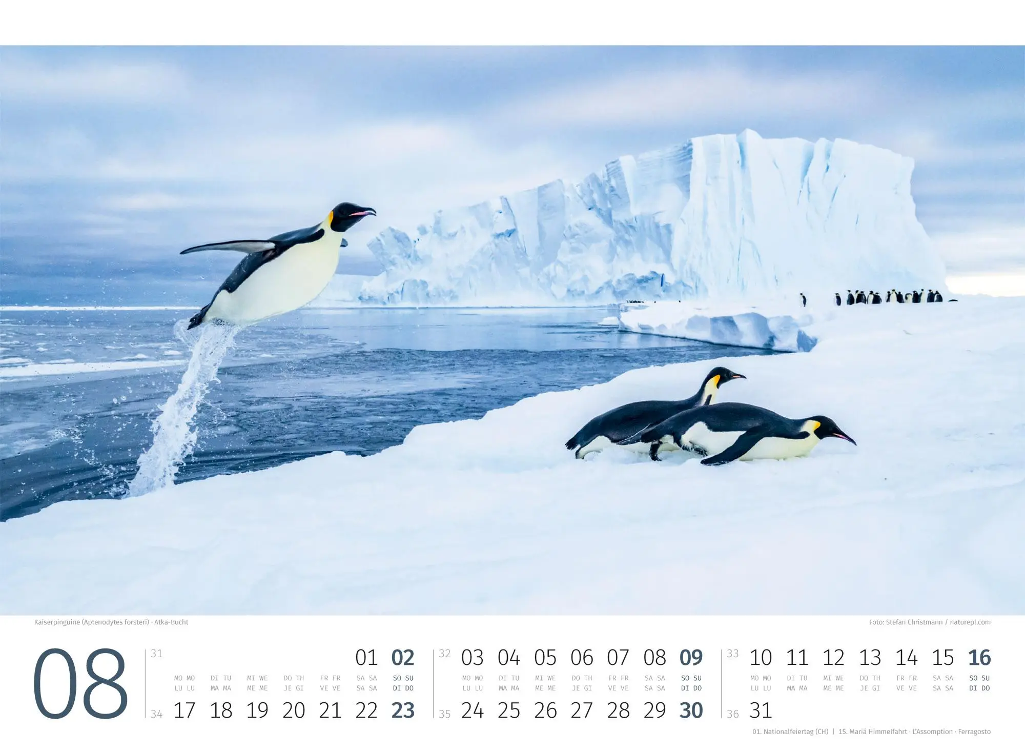 Bild: 9783838426891 | Pinguine Kalender 2026 | Ackermann Kunstverlag GmbH | Kalender | 14 S.