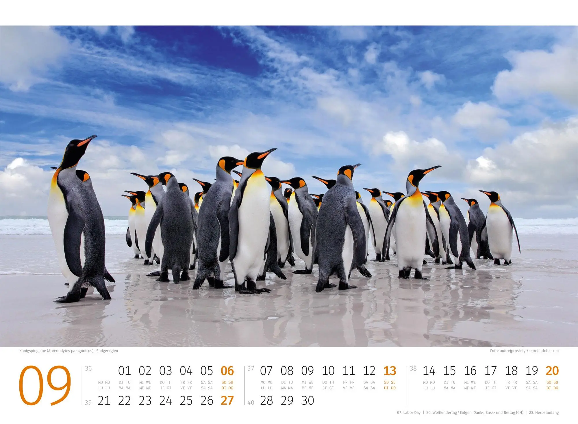 Bild: 9783838426891 | Pinguine Kalender 2026 | Ackermann Kunstverlag GmbH | Kalender | 14 S.