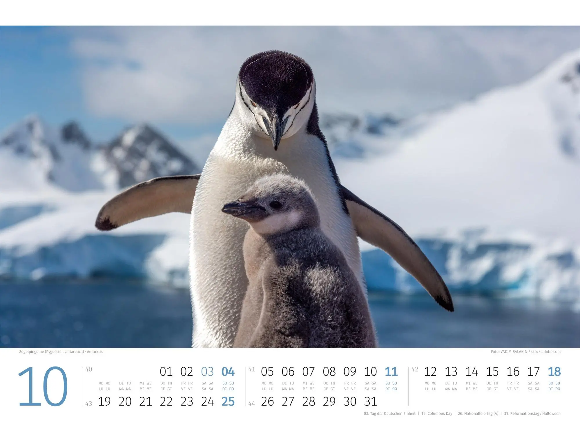 Bild: 9783838426891 | Pinguine Kalender 2026 | Ackermann Kunstverlag GmbH | Kalender | 14 S.