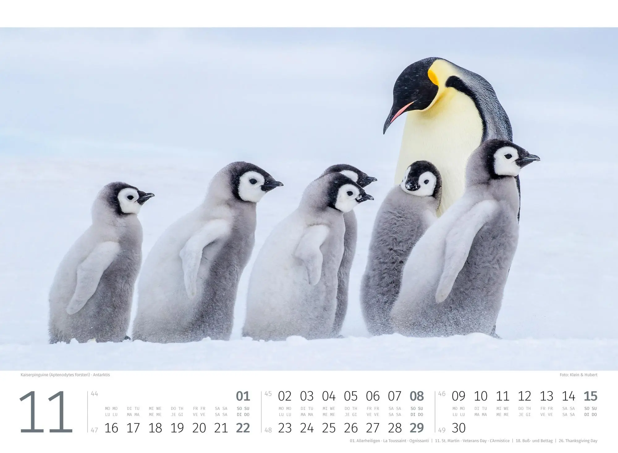 Bild: 9783838426891 | Pinguine Kalender 2026 | Ackermann Kunstverlag GmbH | Kalender | 14 S.