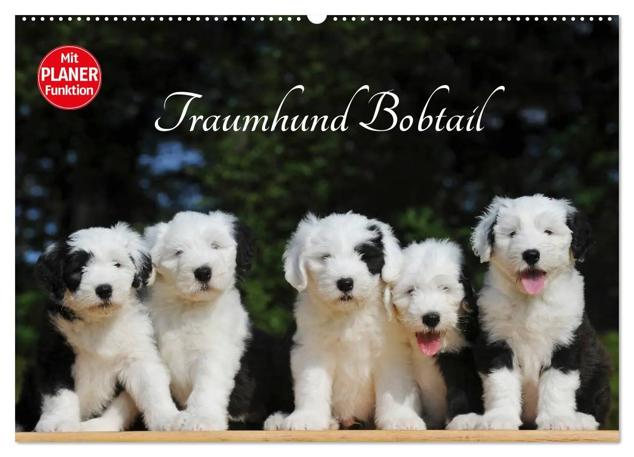 Cover: 9783516007091 | Traumhund Bobtail (Wandkalender 2026 DIN A2 quer), CALVENDO...