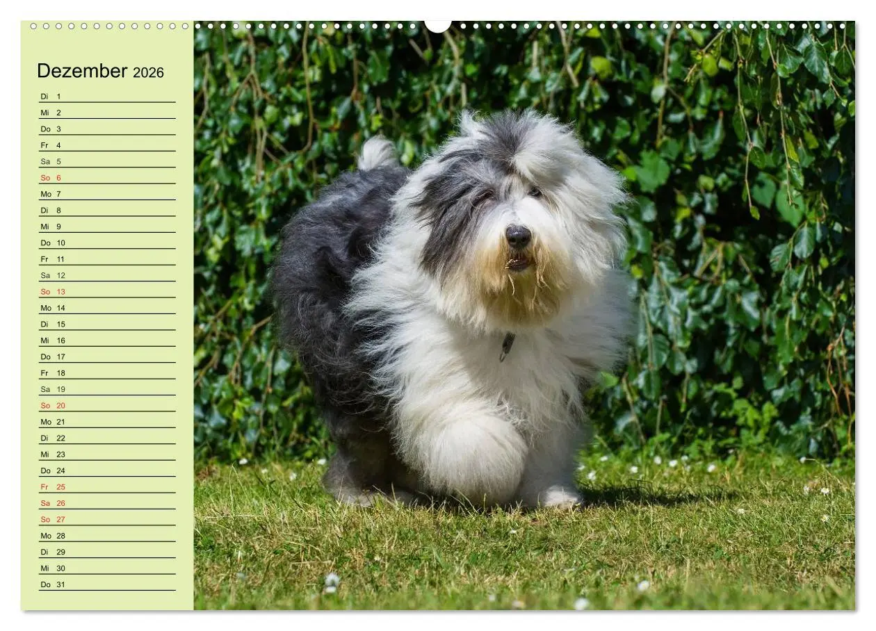 Bild: 9783516007091 | Traumhund Bobtail (Wandkalender 2026 DIN A2 quer), CALVENDO...