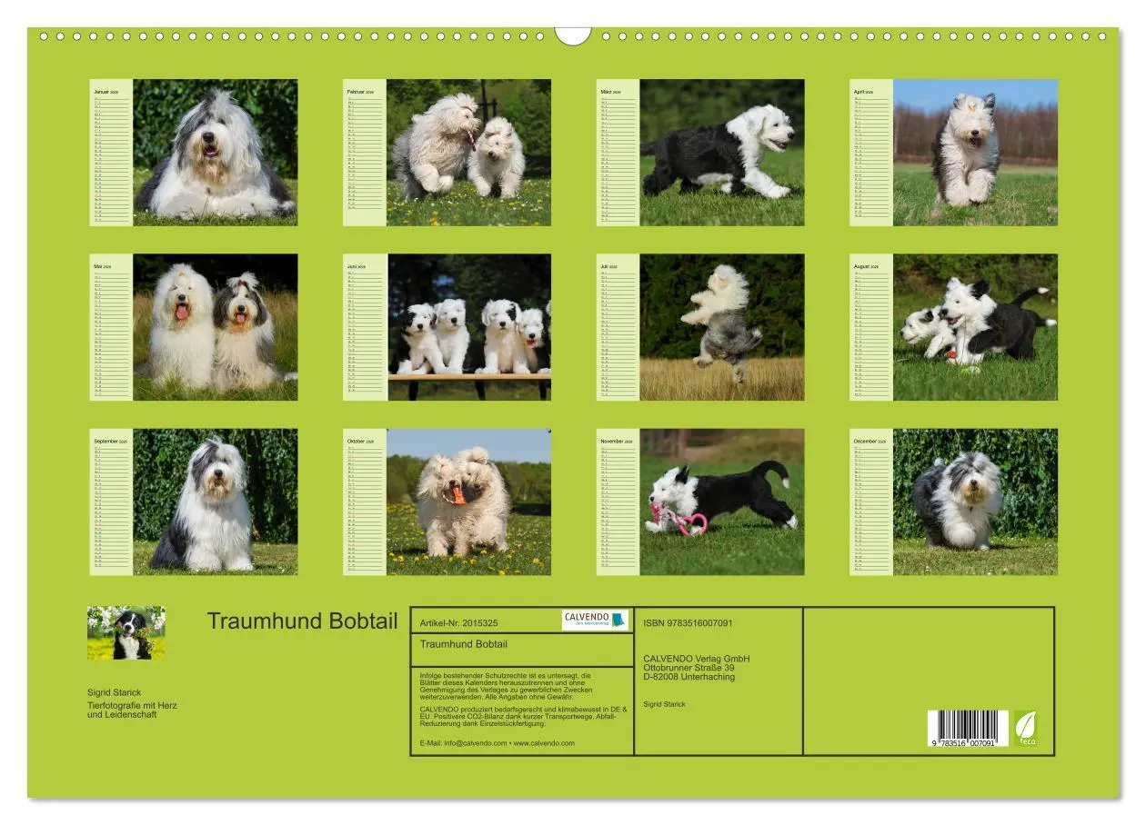 Bild: 9783516007091 | Traumhund Bobtail (Wandkalender 2026 DIN A2 quer), CALVENDO...