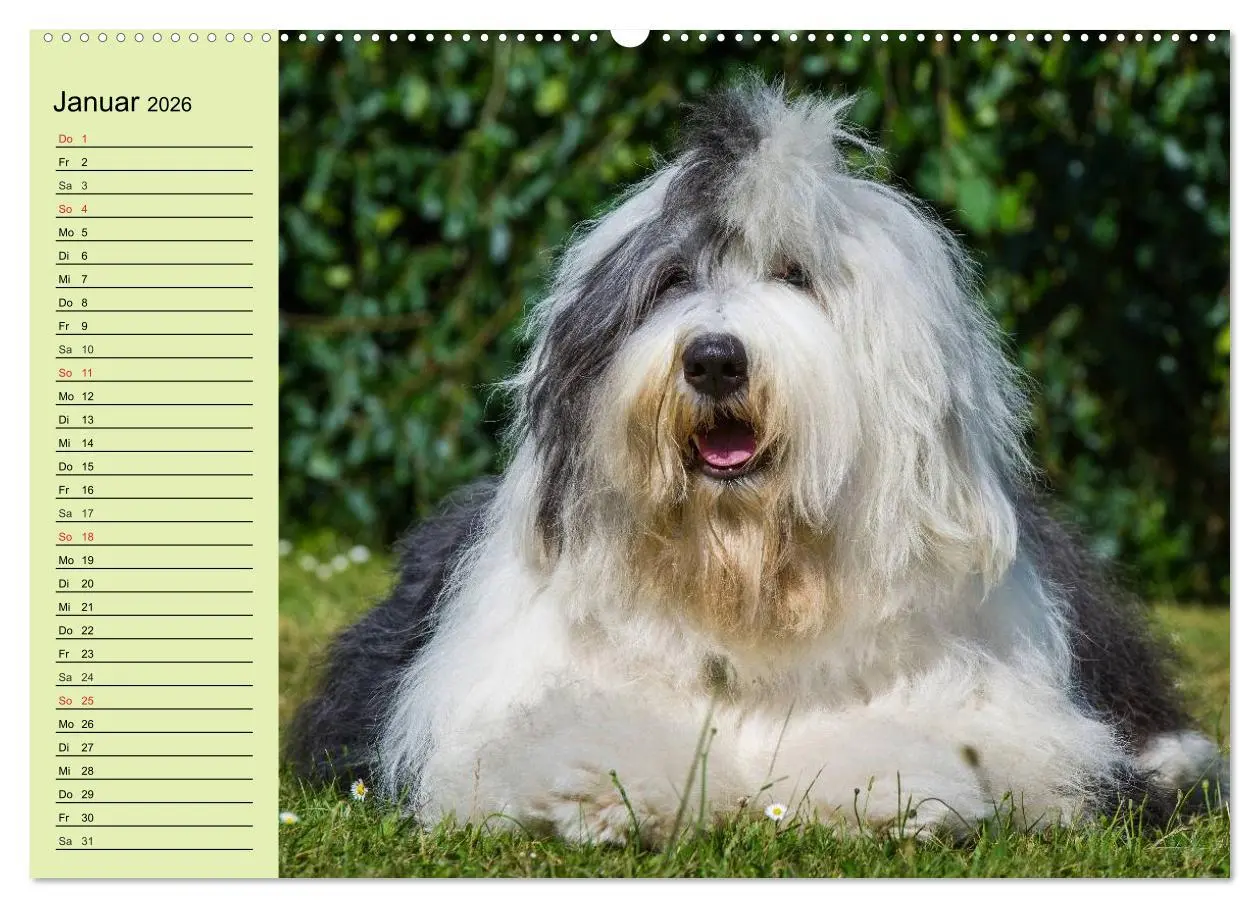 Bild: 9783516007091 | Traumhund Bobtail (Wandkalender 2026 DIN A2 quer), CALVENDO...