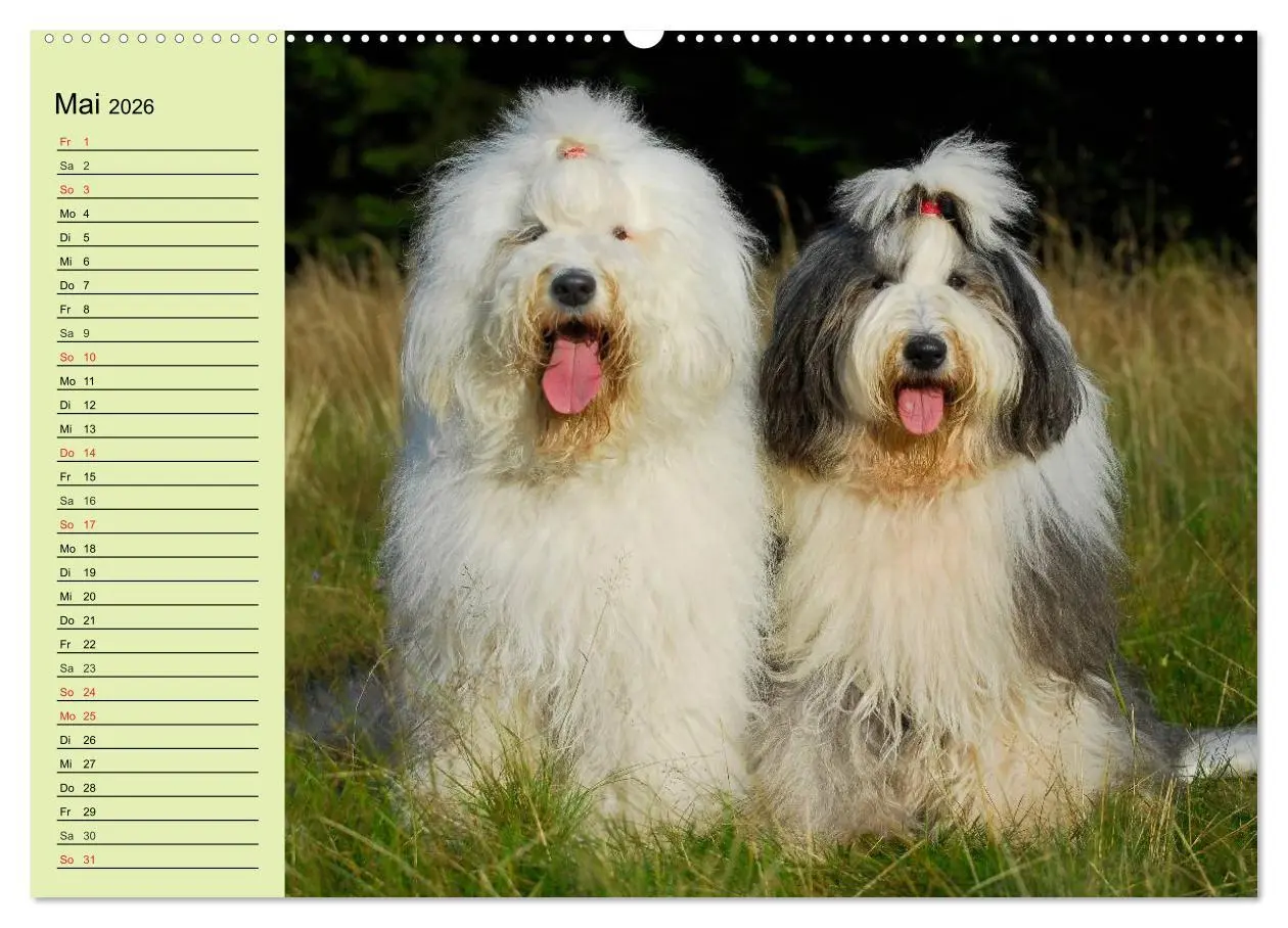 Bild: 9783516007091 | Traumhund Bobtail (Wandkalender 2026 DIN A2 quer), CALVENDO...