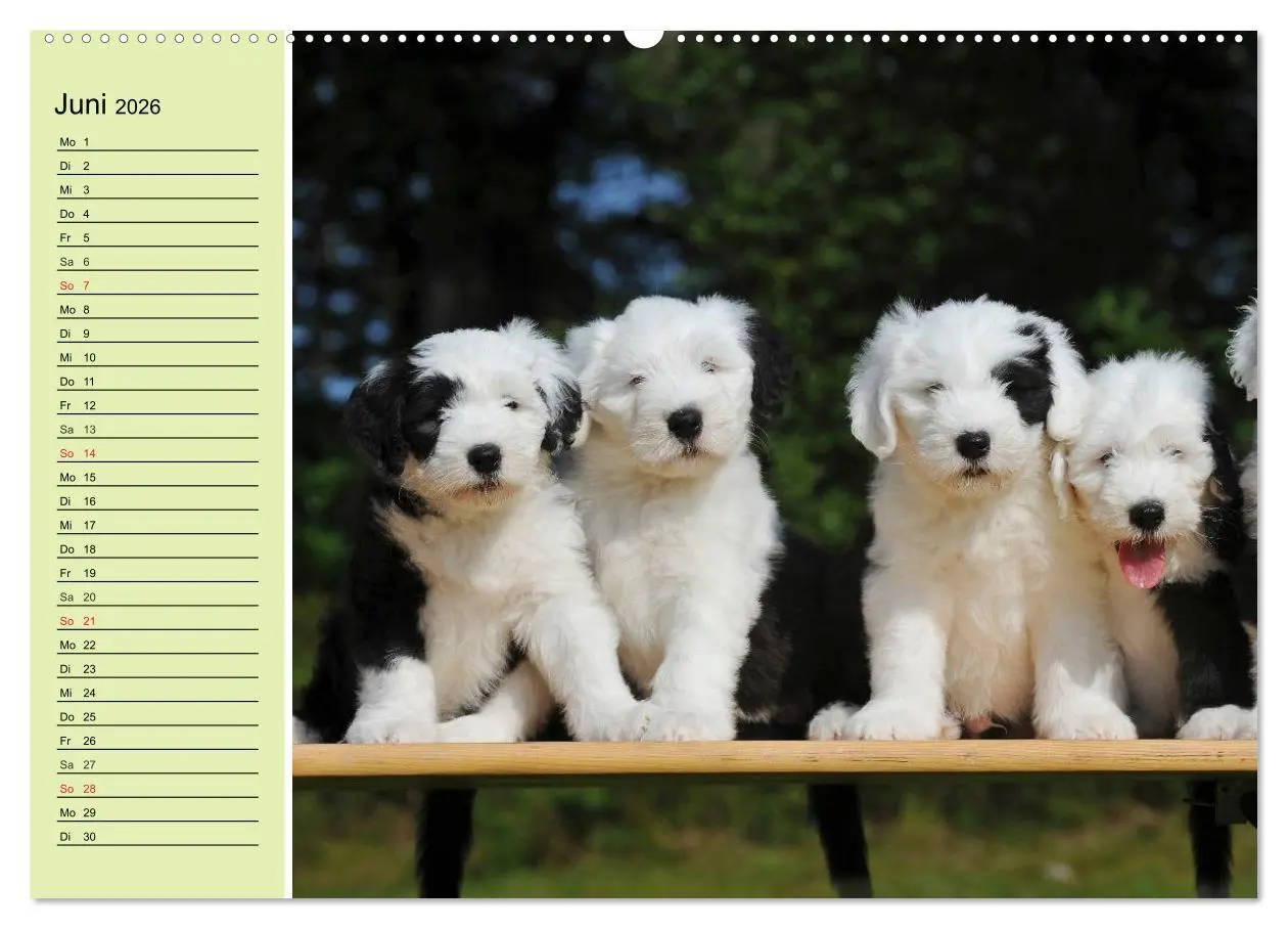 Bild: 9783516007091 | Traumhund Bobtail (Wandkalender 2026 DIN A2 quer), CALVENDO...