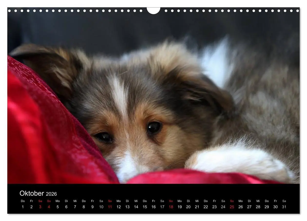 Bild: 9783516157291 | Shelties 2026 (Wandkalender 2026 DIN A3 quer), CALVENDO Monatskalender