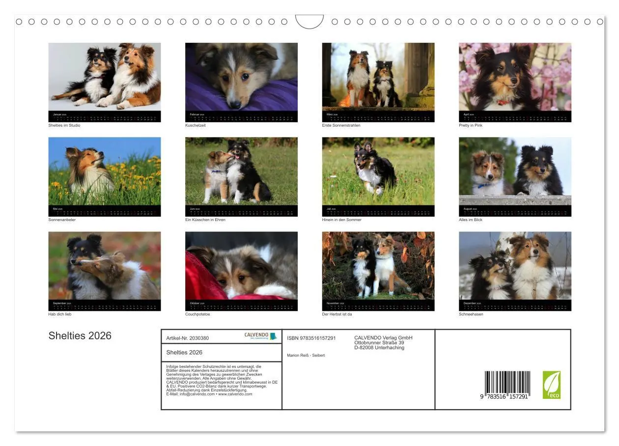 Bild: 9783516157291 | Shelties 2026 (Wandkalender 2026 DIN A3 quer), CALVENDO Monatskalender