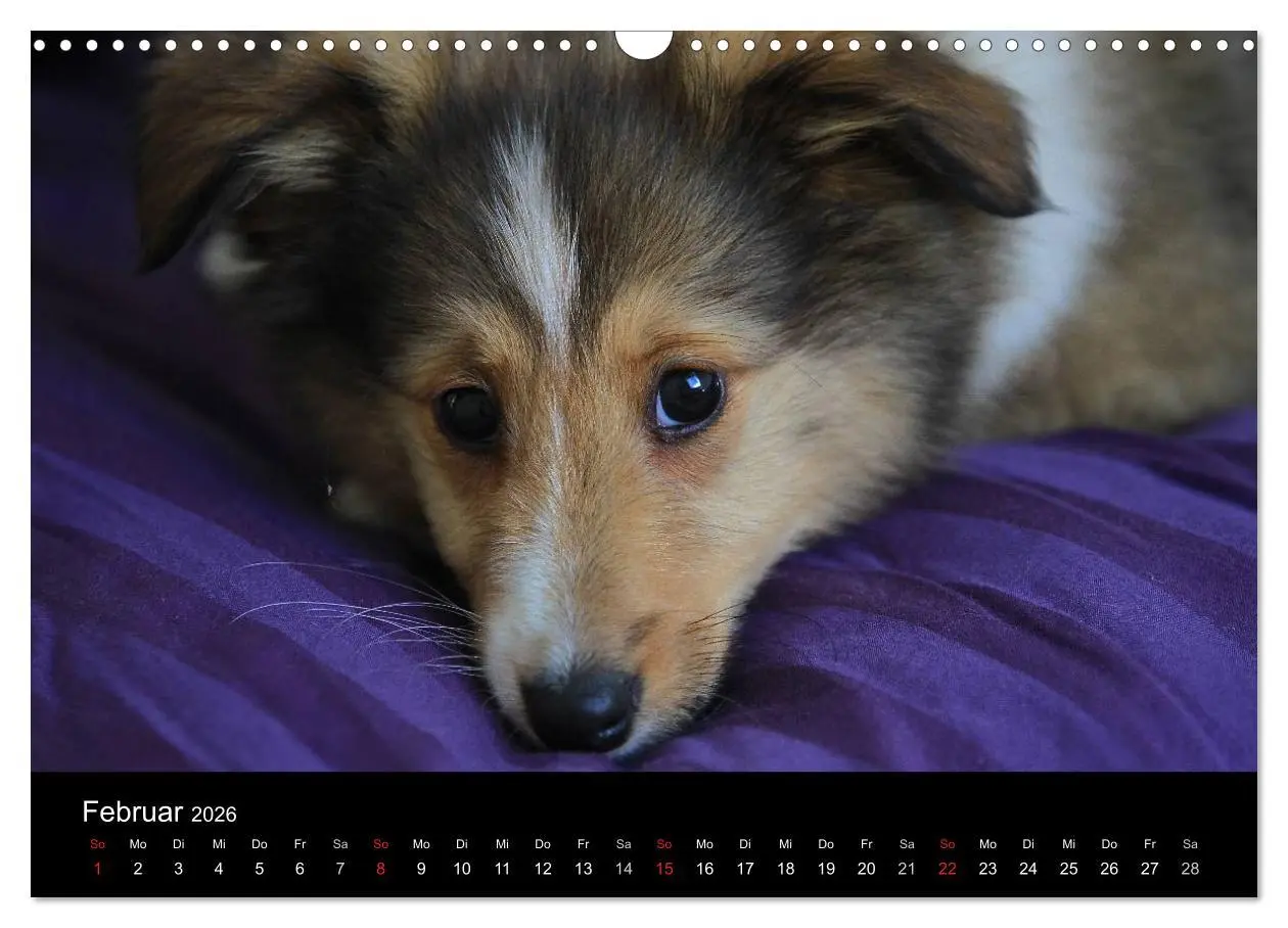 Bild: 9783516157291 | Shelties 2026 (Wandkalender 2026 DIN A3 quer), CALVENDO Monatskalender