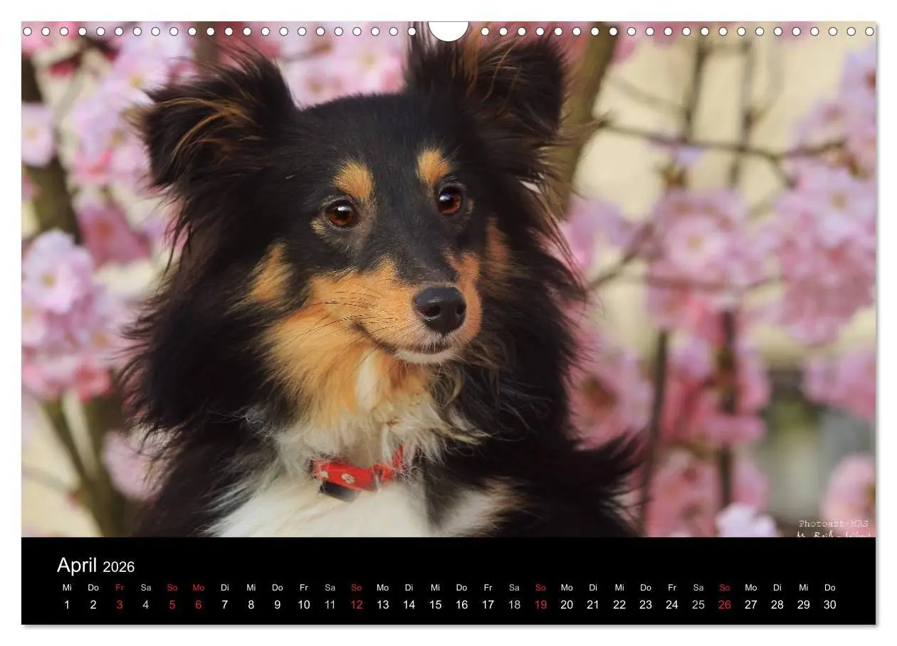Bild: 9783516157291 | Shelties 2026 (Wandkalender 2026 DIN A3 quer), CALVENDO Monatskalender