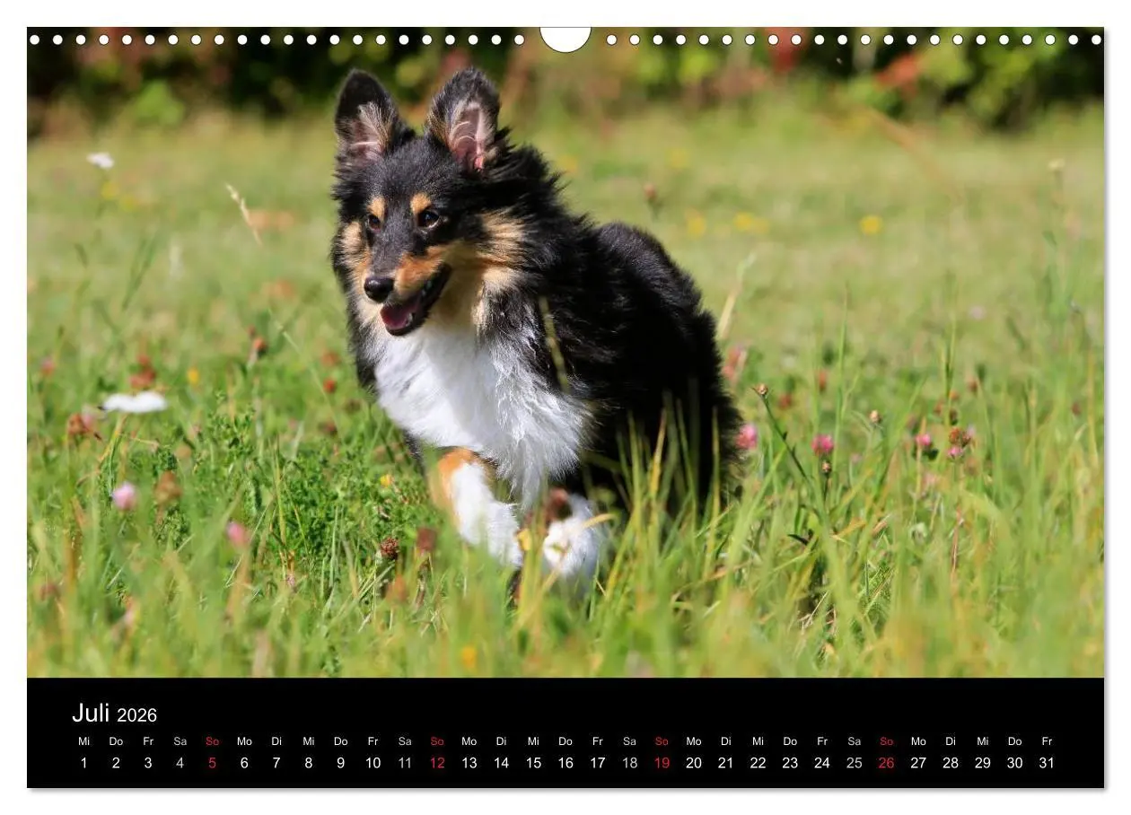 Bild: 9783516157291 | Shelties 2026 (Wandkalender 2026 DIN A3 quer), CALVENDO Monatskalender