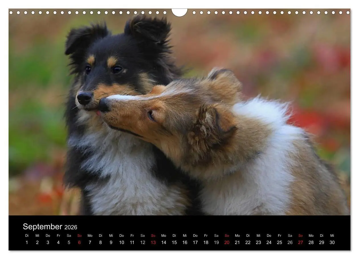 Bild: 9783516157291 | Shelties 2026 (Wandkalender 2026 DIN A3 quer), CALVENDO Monatskalender