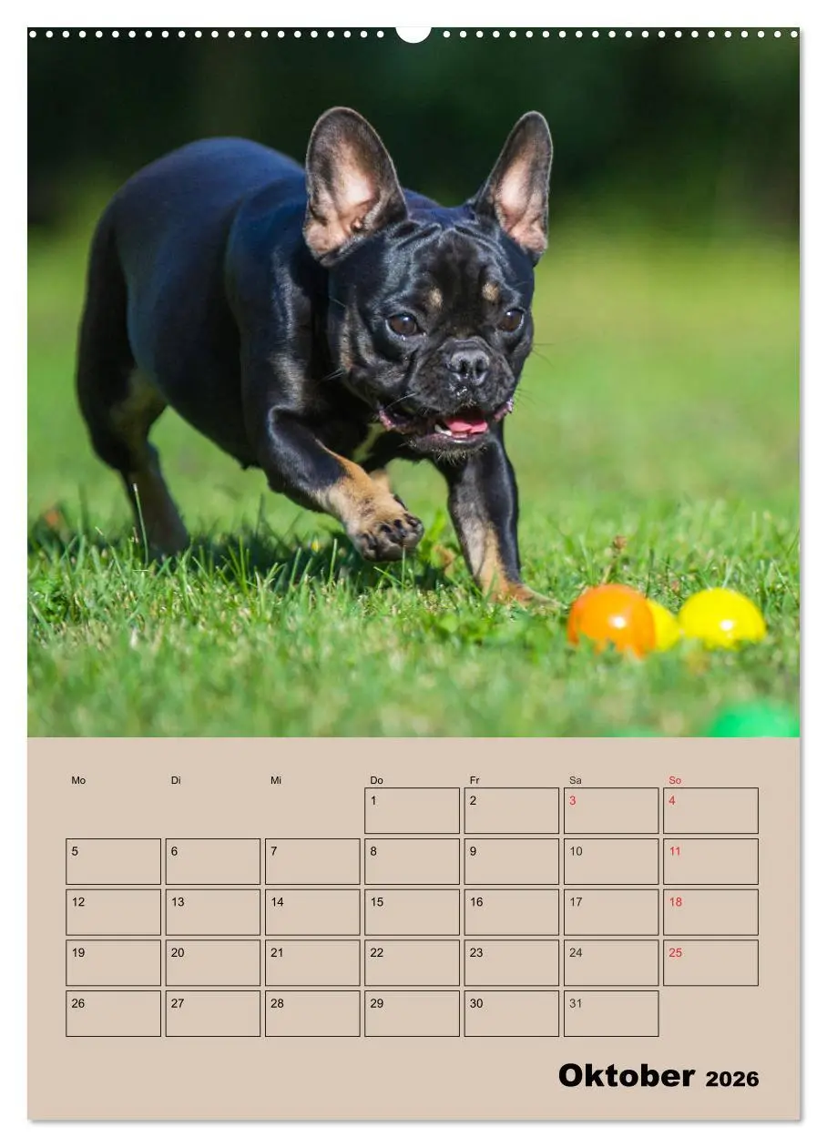 Bild: 9783516387391 | Jahresplaner Französische Bulldogge (Wandkalender 2026 DIN A2...