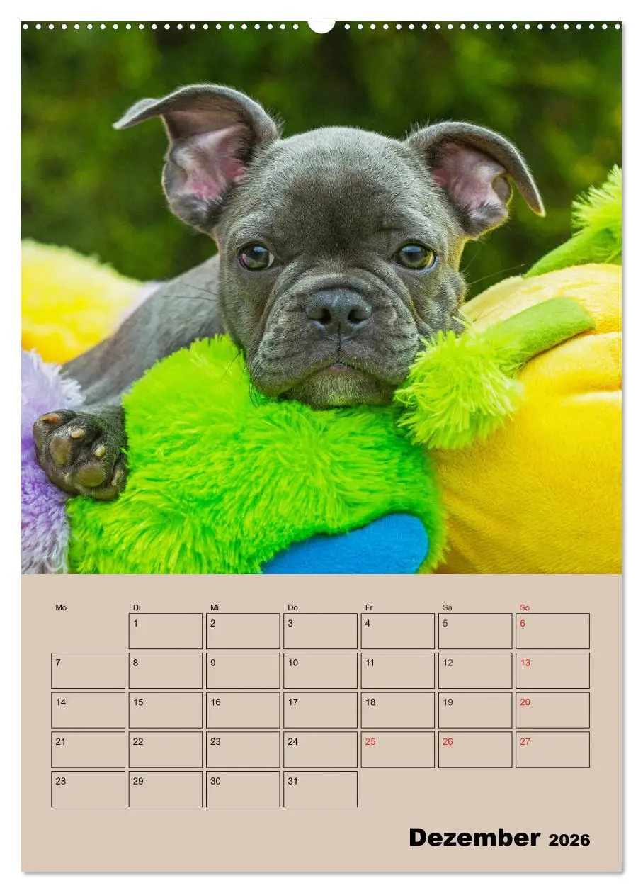 Bild: 9783516387391 | Jahresplaner Französische Bulldogge (Wandkalender 2026 DIN A2...