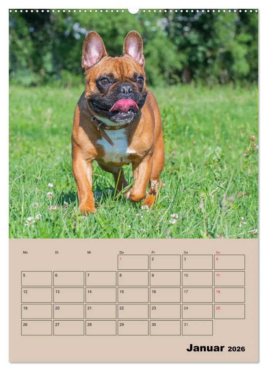 Bild: 9783516387391 | Jahresplaner Französische Bulldogge (Wandkalender 2026 DIN A2...