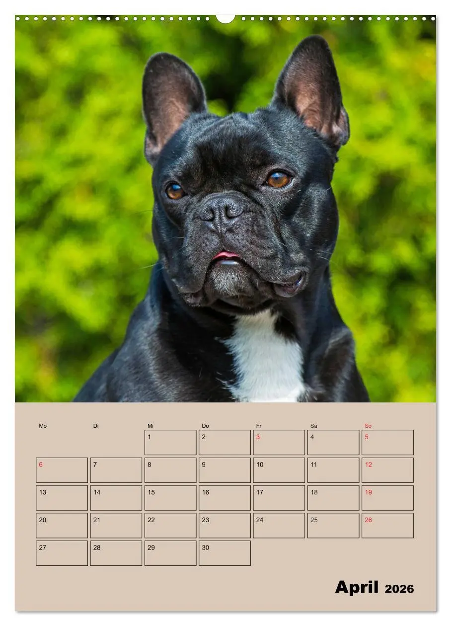 Bild: 9783516387391 | Jahresplaner Französische Bulldogge (Wandkalender 2026 DIN A2...
