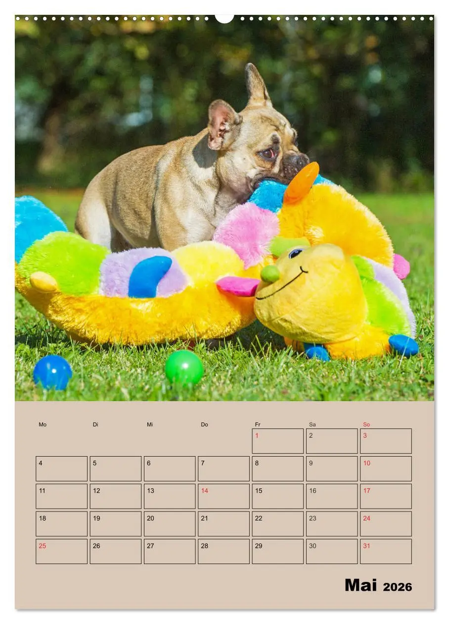 Bild: 9783516387391 | Jahresplaner Französische Bulldogge (Wandkalender 2026 DIN A2...