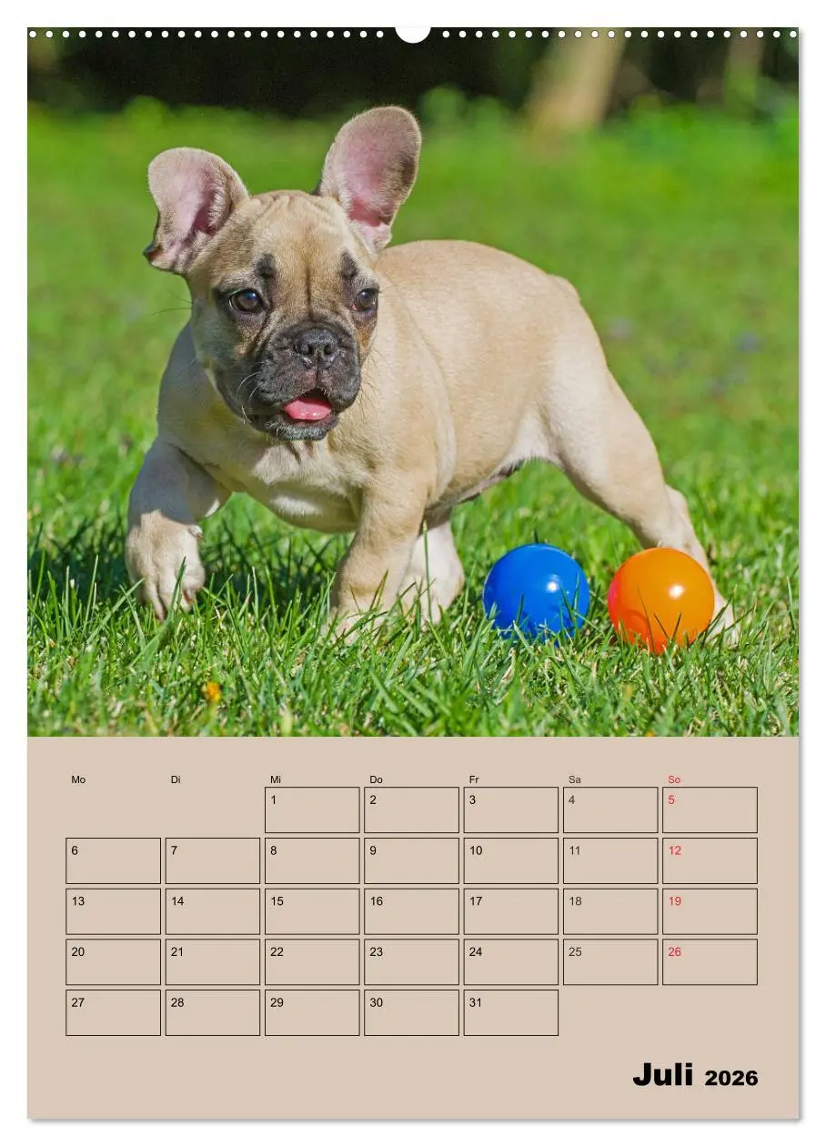 Bild: 9783516387391 | Jahresplaner Französische Bulldogge (Wandkalender 2026 DIN A2...
