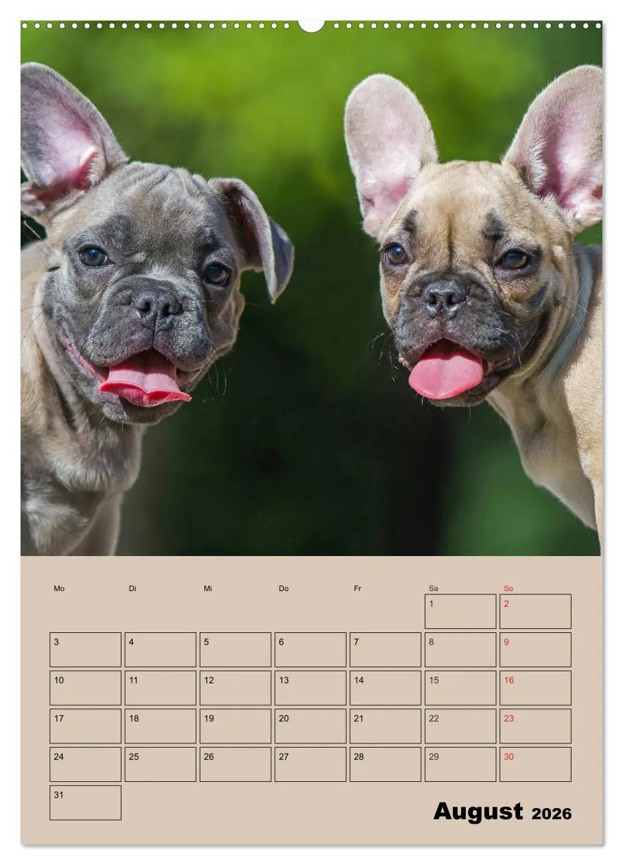 Bild: 9783516387391 | Jahresplaner Französische Bulldogge (Wandkalender 2026 DIN A2...