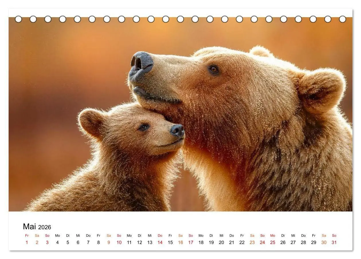 Bild: 9783516687491 | Bären - Die Macht der Natur (Tischkalender 2026 DIN A5 quer),...