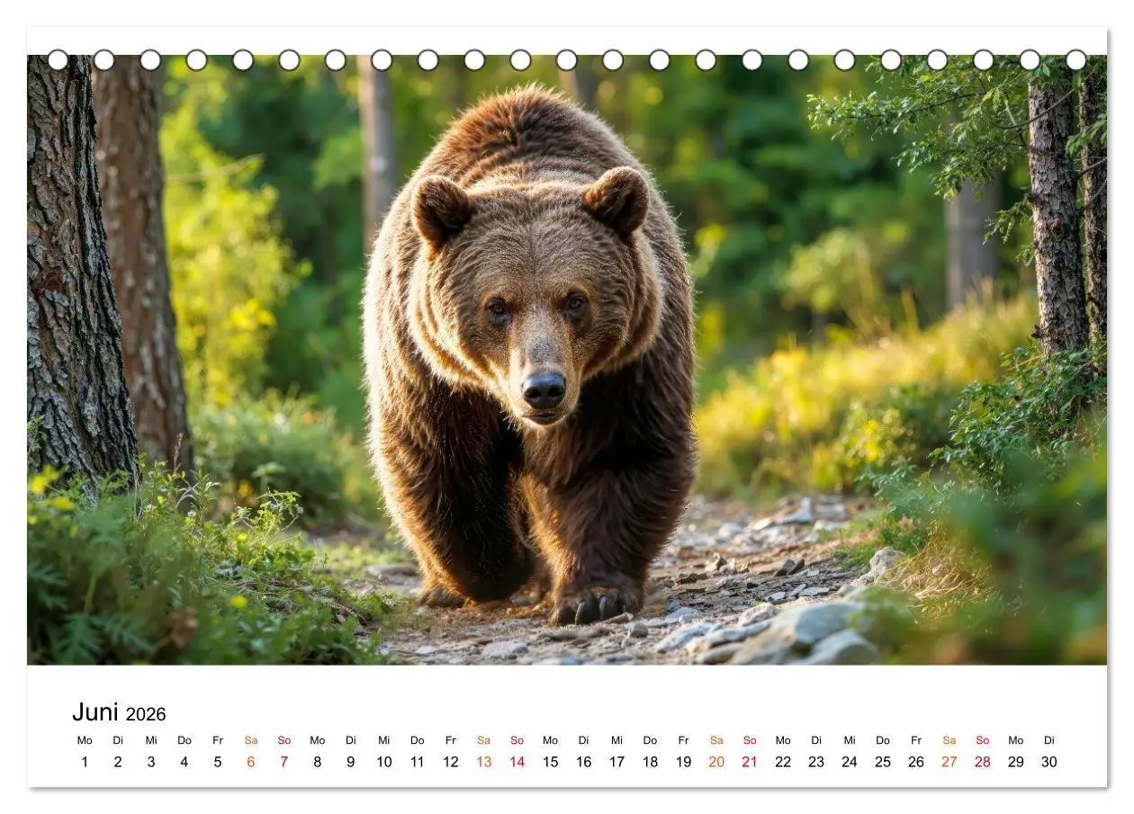 Bild: 9783516687491 | Bären - Die Macht der Natur (Tischkalender 2026 DIN A5 quer),...