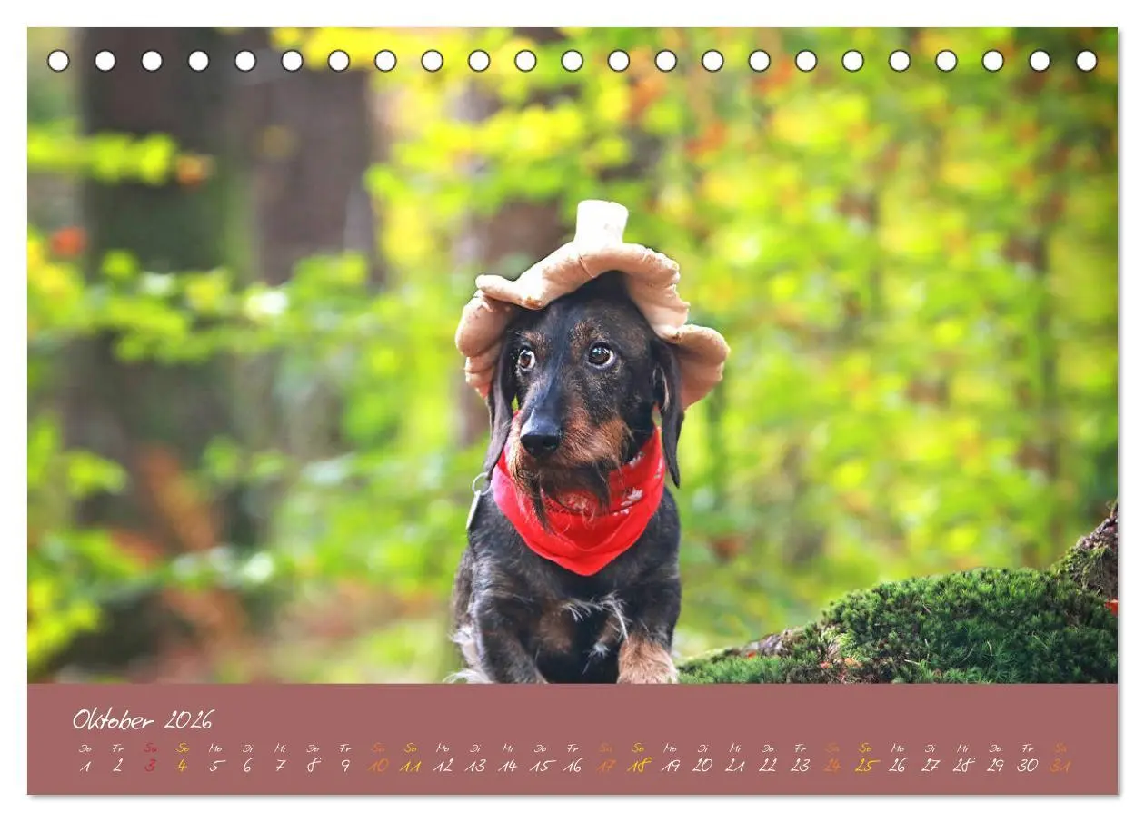 Bild: 9783457277591 | Typisch Dackel 2026 (Tischkalender 2026 DIN A5 quer), CALVENDO...