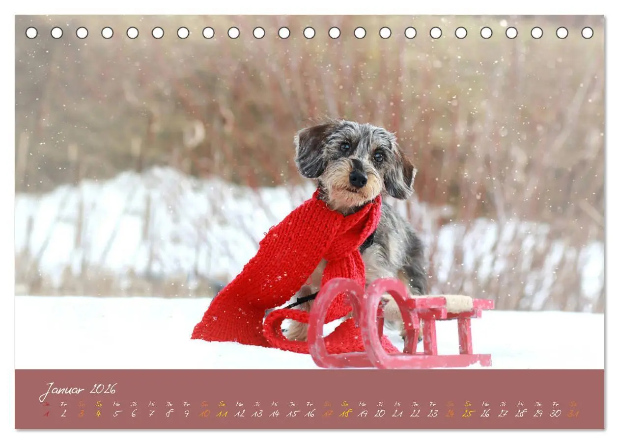 Bild: 9783457277591 | Typisch Dackel 2026 (Tischkalender 2026 DIN A5 quer), CALVENDO...