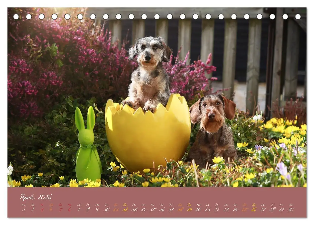 Bild: 9783457277591 | Typisch Dackel 2026 (Tischkalender 2026 DIN A5 quer), CALVENDO...
