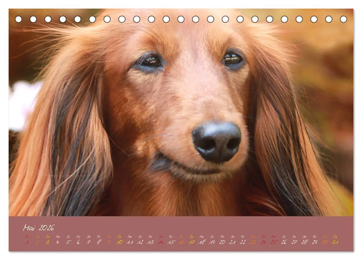 Bild: 9783457277591 | Typisch Dackel 2026 (Tischkalender 2026 DIN A5 quer), CALVENDO...