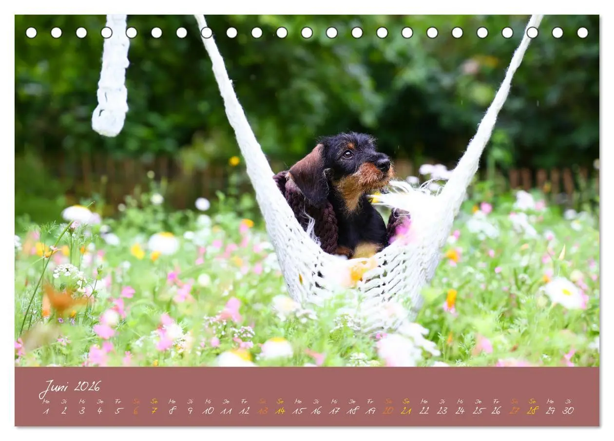 Bild: 9783457277591 | Typisch Dackel 2026 (Tischkalender 2026 DIN A5 quer), CALVENDO...