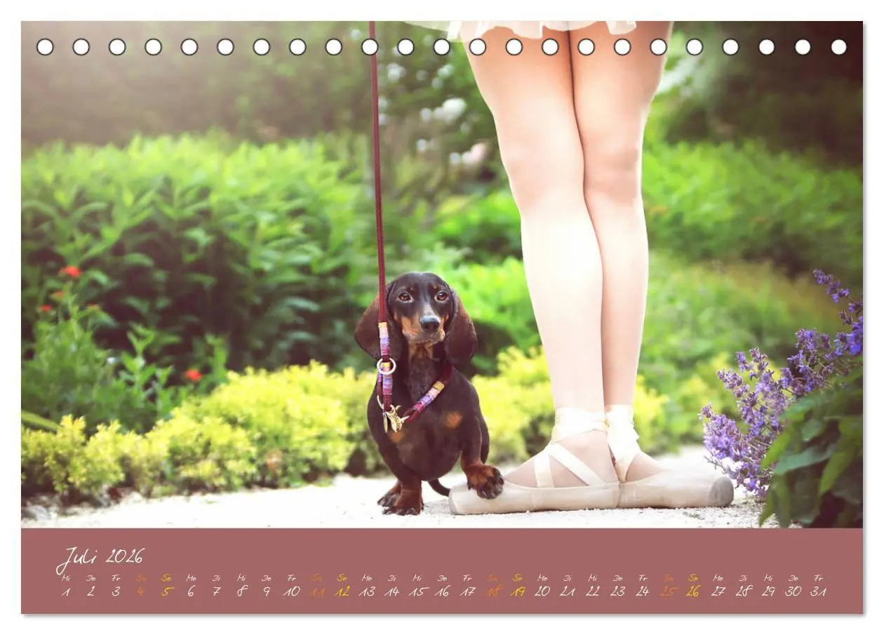 Bild: 9783457277591 | Typisch Dackel 2026 (Tischkalender 2026 DIN A5 quer), CALVENDO...