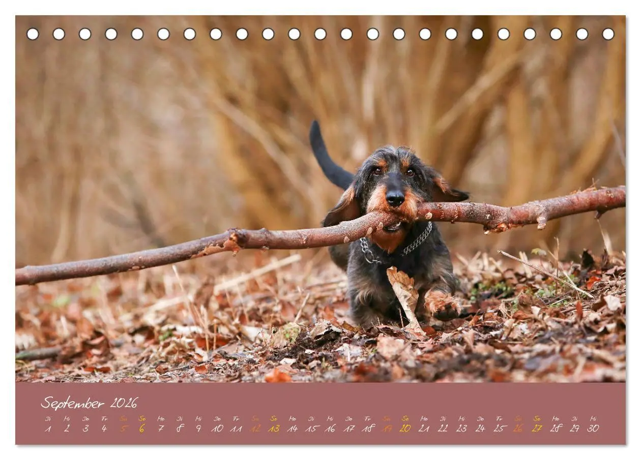 Bild: 9783457277591 | Typisch Dackel 2026 (Tischkalender 2026 DIN A5 quer), CALVENDO...