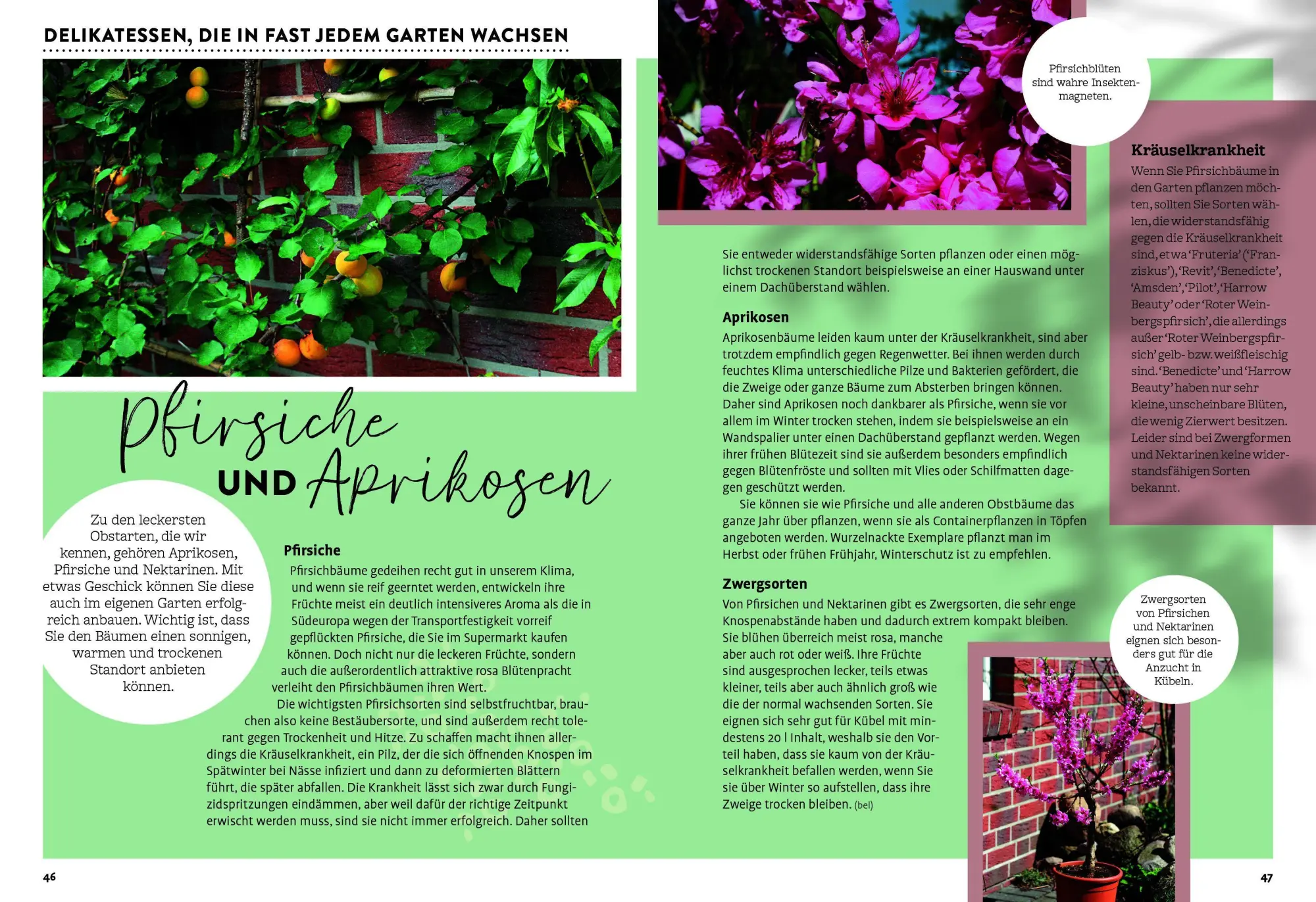 Bild: 9783818627591 | Ulmers Gartenkalender 2027 | Taschenbuch | 208 S. | Deutsch | 2027