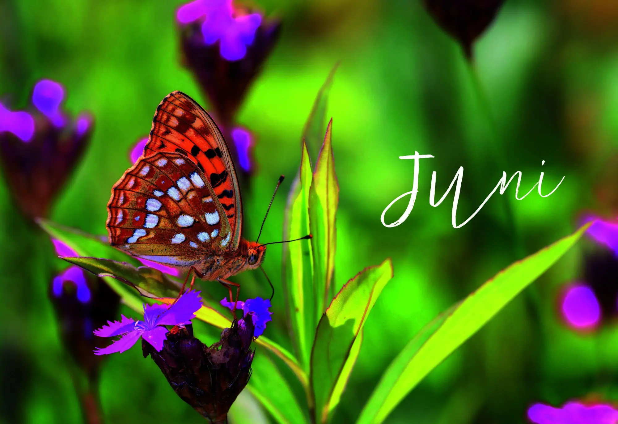 Bild: 9783818627591 | Ulmers Gartenkalender 2027 | Taschenbuch | 208 S. | Deutsch | 2027