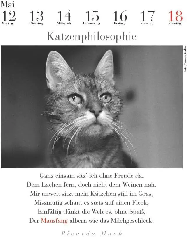 Bild: 9783895617591 | Der literarische Katzenkalender 2025 | Julia Bachstein | Kalender