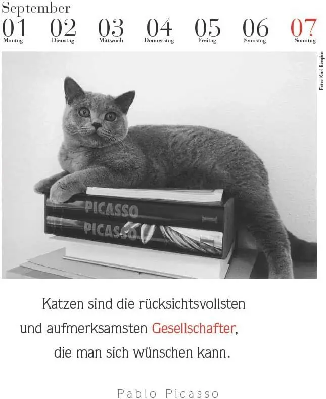 Bild: 9783895617591 | Der literarische Katzenkalender 2025 | Julia Bachstein | Kalender