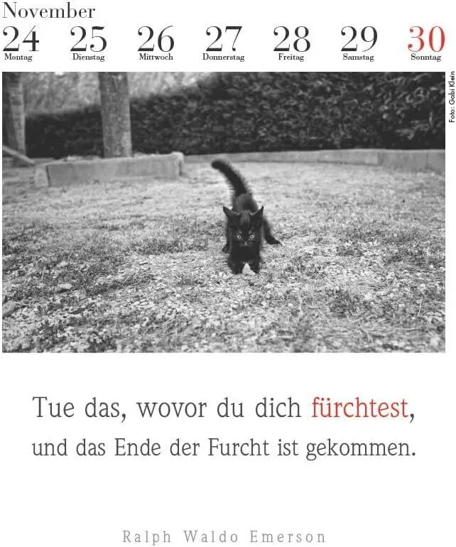 Bild: 9783895617591 | Der literarische Katzenkalender 2025 | Julia Bachstein | Kalender