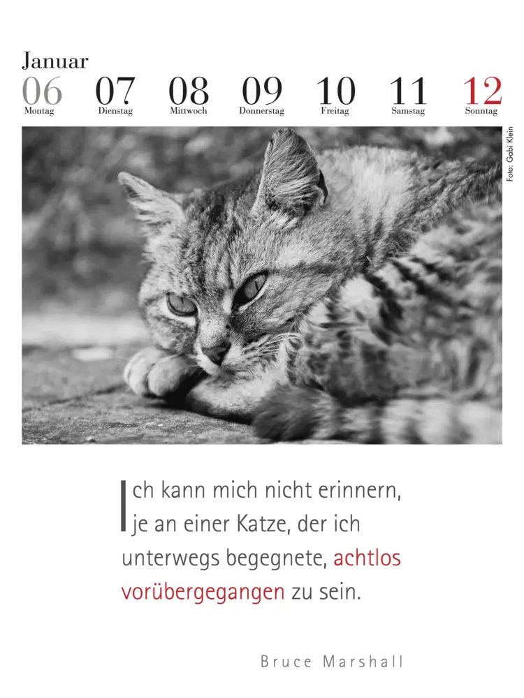 Bild: 9783895617591 | Der literarische Katzenkalender 2025 | Julia Bachstein | Kalender